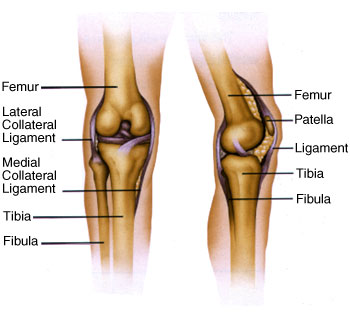 bones of the knee